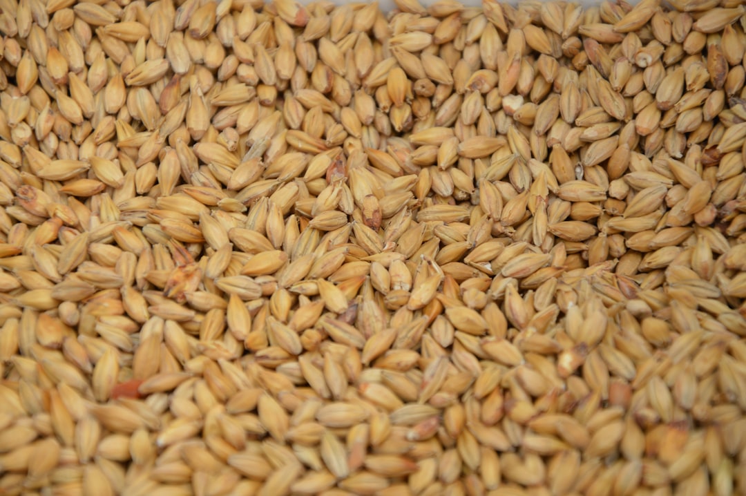 Grain sample for agricultural quality inspection